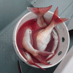 遊漁船ブルーウッズ 釣果