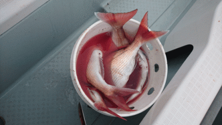 遊漁船ブルーウッズ 釣果