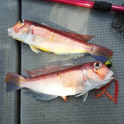 IDATEN（イダテン） 釣果