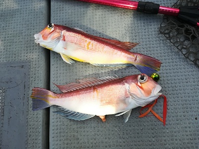 IDATEN（イダテン） 釣果