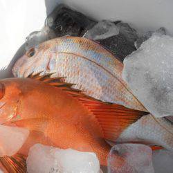 こうゆう丸 釣果