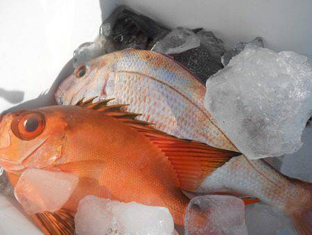 こうゆう丸 釣果