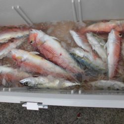 大進丸(新潟) 釣果