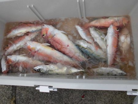 大進丸(新潟) 釣果