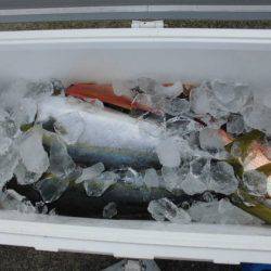 大進丸(新潟) 釣果