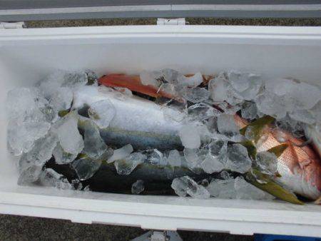 大進丸(新潟) 釣果