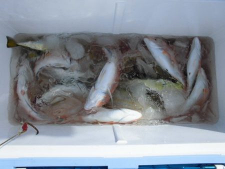 大進丸(新潟) 釣果