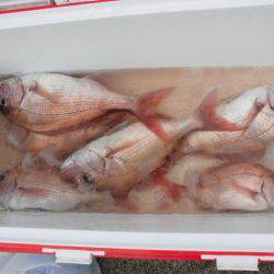 大進丸（新潟） 釣果