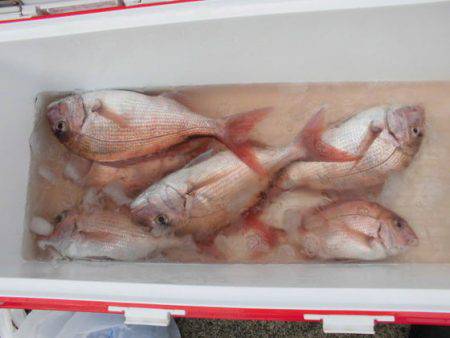 大進丸（新潟） 釣果