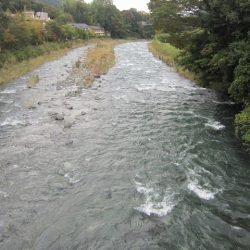 狩野川(狩野川漁業協同組合) 釣果