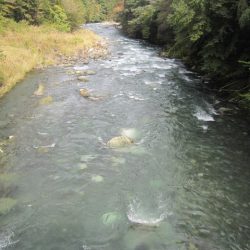 狩野川(狩野川漁業協同組合) 釣果