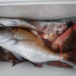 遊漁船 幸友丸 釣果