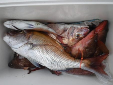 遊漁船 幸友丸 釣果