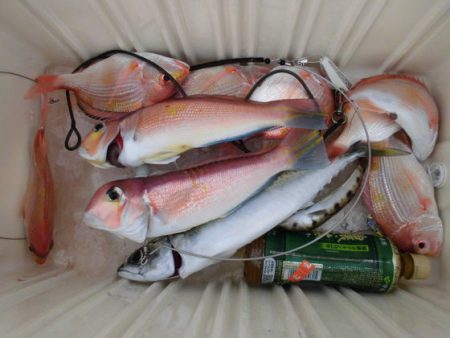 大進丸(新潟) 釣果