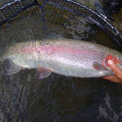 フィッシングレイクたかみや 釣果