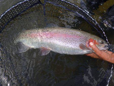 フィッシングレイクたかみや 釣果