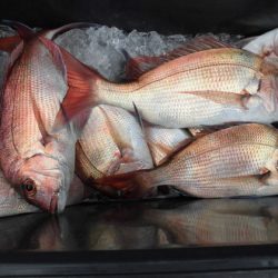 大進丸(新潟) 釣果