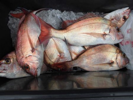 大進丸(新潟) 釣果