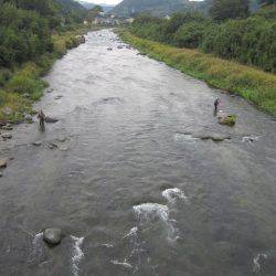 狩野川(狩野川漁業協同組合) 釣果
