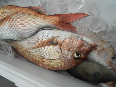 こうゆう丸 釣果