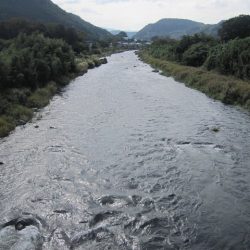 狩野川(狩野川漁業協同組合) 釣果