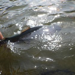 フィッシングレイクたかみや 釣果