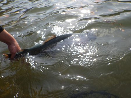 フィッシングレイクたかみや 釣果