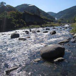 狩野川(狩野川漁業協同組合) 釣果