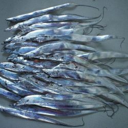 TOPGUN名古屋 釣果