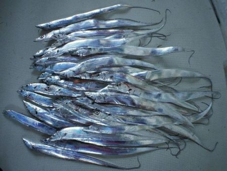 TOPGUN名古屋 釣果