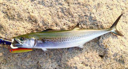 アタリはあるけど乗せきれない