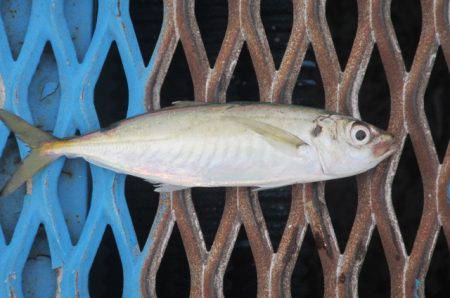 オリジナルメーカー海づり公園(市原市海づり…