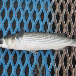 オリジナルメーカー海づり公園(市原市海づり施設) 釣果