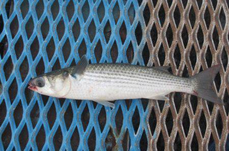 オリジナルメーカー海づり公園(市原市海づり施設) 釣果