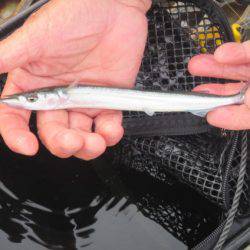 オリジナルメーカー海づり公園(市原市海づり施設) 釣果