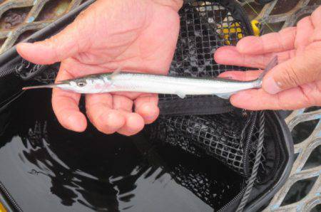 オリジナルメーカー海づり公園(市原市海づり施設) 釣果
