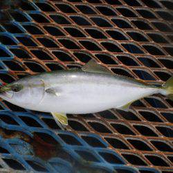 オリジナルメーカー海づり公園(市原市海づり施設) 釣果