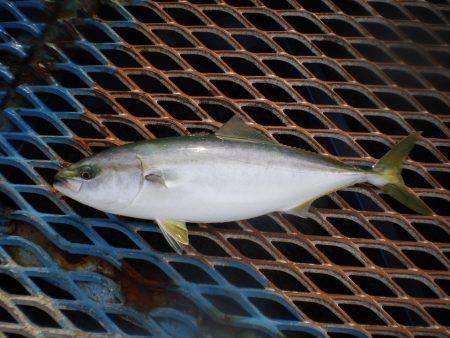 オリジナルメーカー海づり公園(市原市海づり施設) 釣果