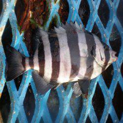 オリジナルメーカー海づり公園(市原市海づり施設) 釣果