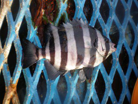 オリジナルメーカー海づり公園(市原市海づり施設) 釣果