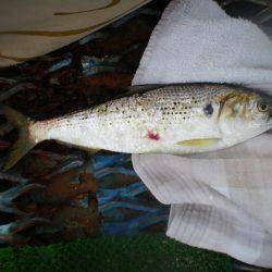 オリジナルメーカー海づり公園(市原市海づり施設) 釣果