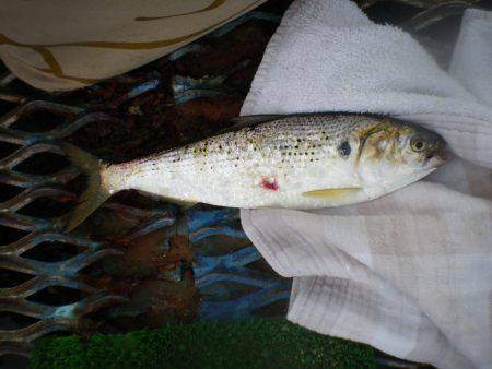 オリジナルメーカー海づり公園(市原市海づり施設) 釣果