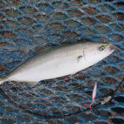 オリジナルメーカー海づり公園(市原市海づり施設) 釣果