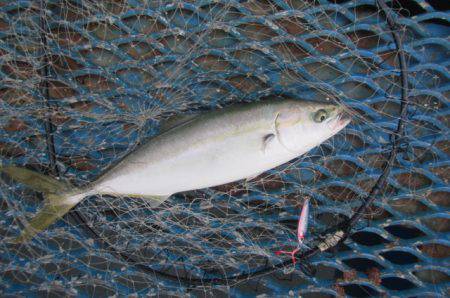 オリジナルメーカー海づり公園(市原市海づり…