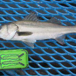 オリジナルメーカー海づり公園(市原市海づり施設) 釣果