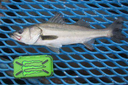 オリジナルメーカー海づり公園(市原市海づり施設) 釣果