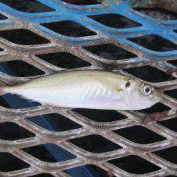 オリジナルメーカー海づり公園(市原市海づり施設) 釣果