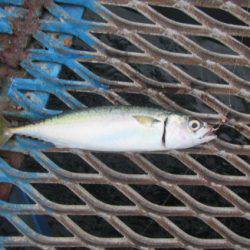 オリジナルメーカー海づり公園(市原市海づり施設) 釣果