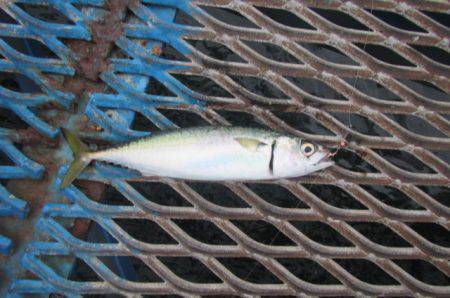 オリジナルメーカー海づり公園(市原市海づり施設) 釣果