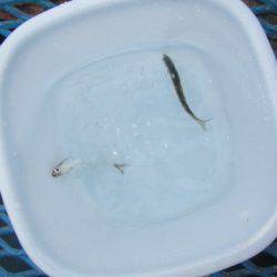 オリジナルメーカー海づり公園(市原市海づり施設) 釣果